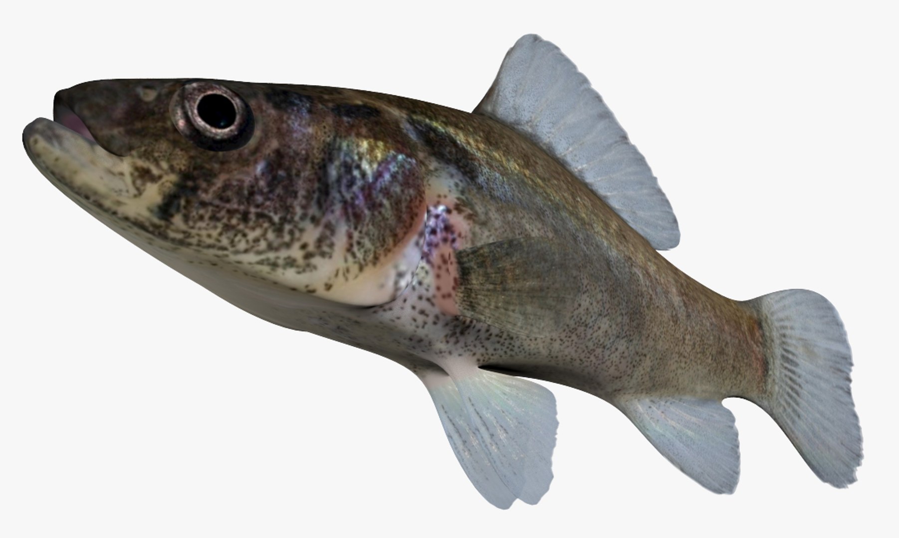 3D Perch Collection https://p.turbosquid.com/ts-thumb/zI/AKHvbc/86/2/jpg/1519759942/1920x1080/fit_q87/3dad3096dfbc2bc931ec18d34ec25d017f6cb93d/2.jpg