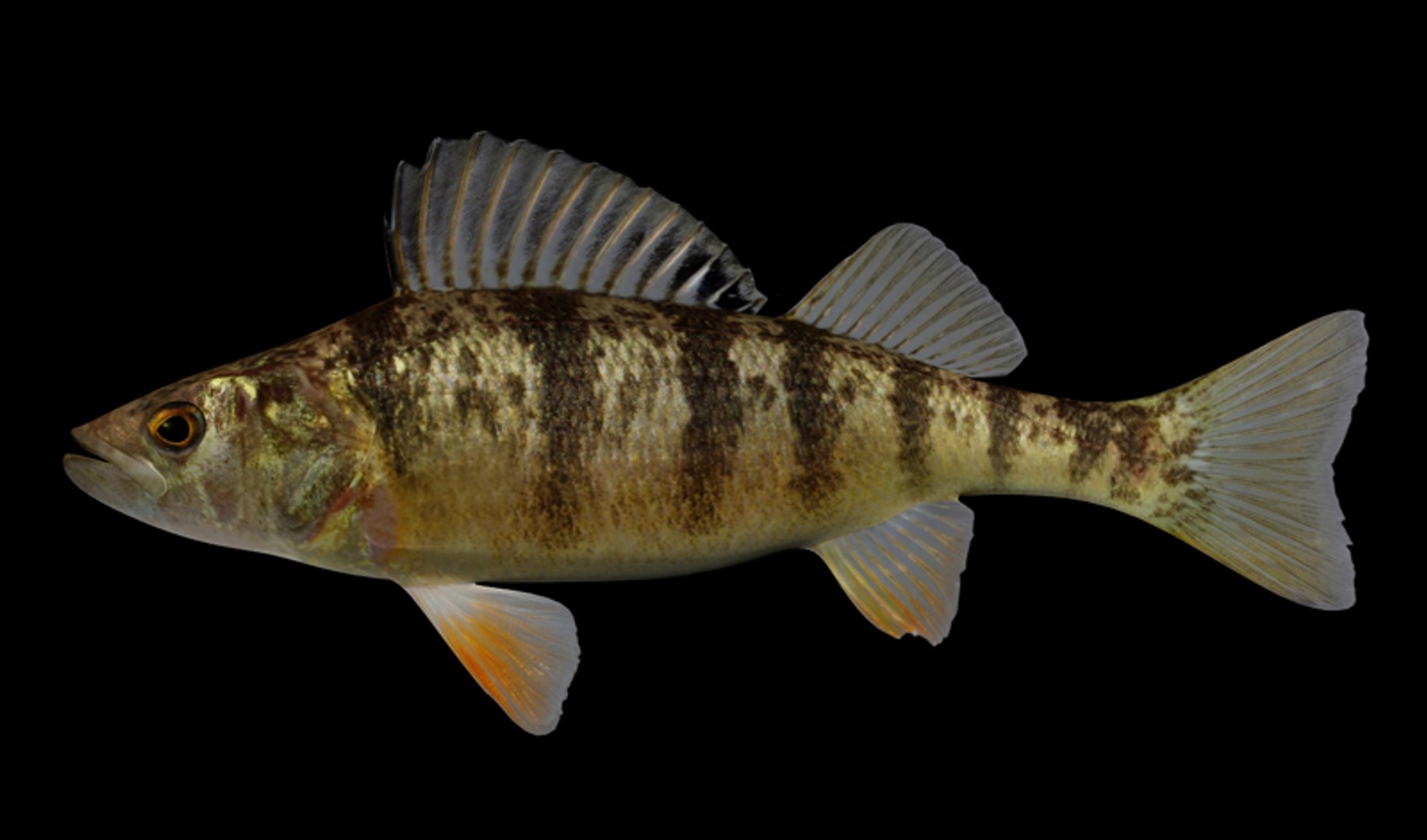 3D Perch Collection https://p.turbosquid.com/ts-thumb/zI/AKHvbc/Bq/1/jpg/1434920021/1920x1080/fit_q87/24e53bcf7be2e90ab301f7817130a37f4a600eb8/1.jpg