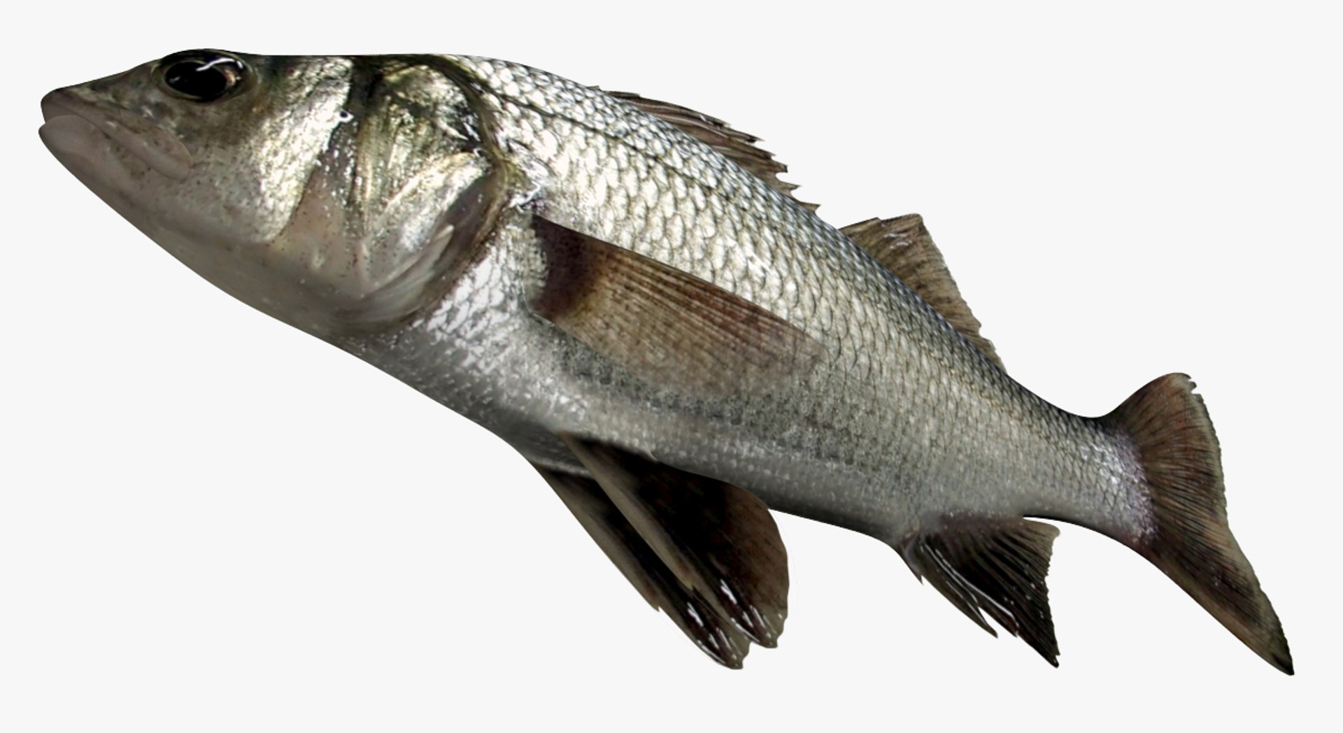 3D Perch Collection https://p.turbosquid.com/ts-thumb/zI/AKHvbc/Kt/2/jpg/1531558440/1920x1080/fit_q87/3db9c0ed70912d05aeb94ed207b22e053afd7ed5/2.jpg