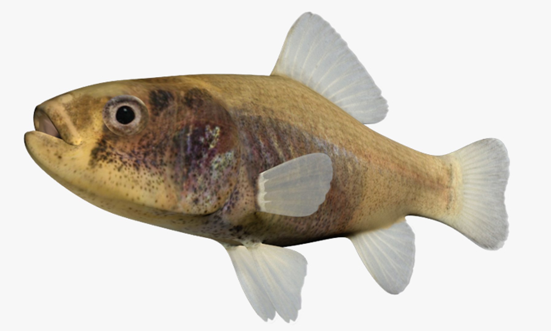 3D Perch Collection https://p.turbosquid.com/ts-thumb/zI/AKHvbc/ah/2/jpg/1437485388/1920x1080/fit_q87/9b6dd9d2c06b755fcf64474d06e5fe357358f1b2/2.jpg