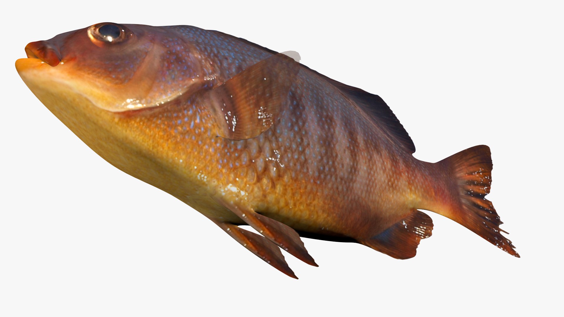 3D Perch Collection https://p.turbosquid.com/ts-thumb/zI/AKHvbc/fO/2/jpg/1621255129/1920x1080/fit_q87/ff31a02c32e1b6061c3b744d9a30a35775056cc4/2.jpg