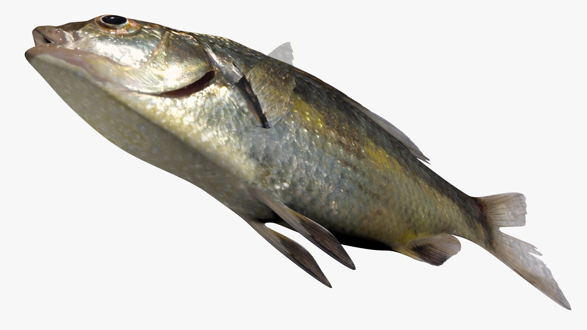 3D Perch Collection https://p.turbosquid.com/ts-thumb/zI/AKHvbc/lo/2/jpg/1622750849/1920x1080/fit_q87/67df9a8bd67cef5f924a199b137591d1564cc87a/2.jpg