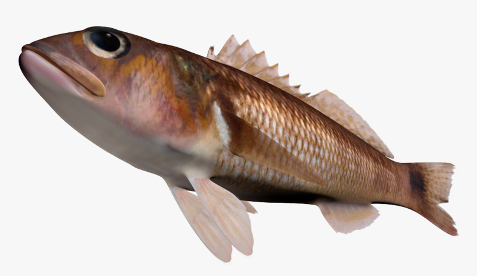 3D Perch Collection https://p.turbosquid.com/ts-thumb/zI/AKHvbc/vz/2/jpg/1448000718/1920x1080/fit_q87/55fa860b53fc4ea2a325da25799822091af486dc/2.jpg