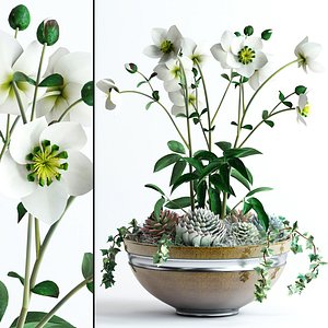 realistic bowl hellebores flowers 3d max