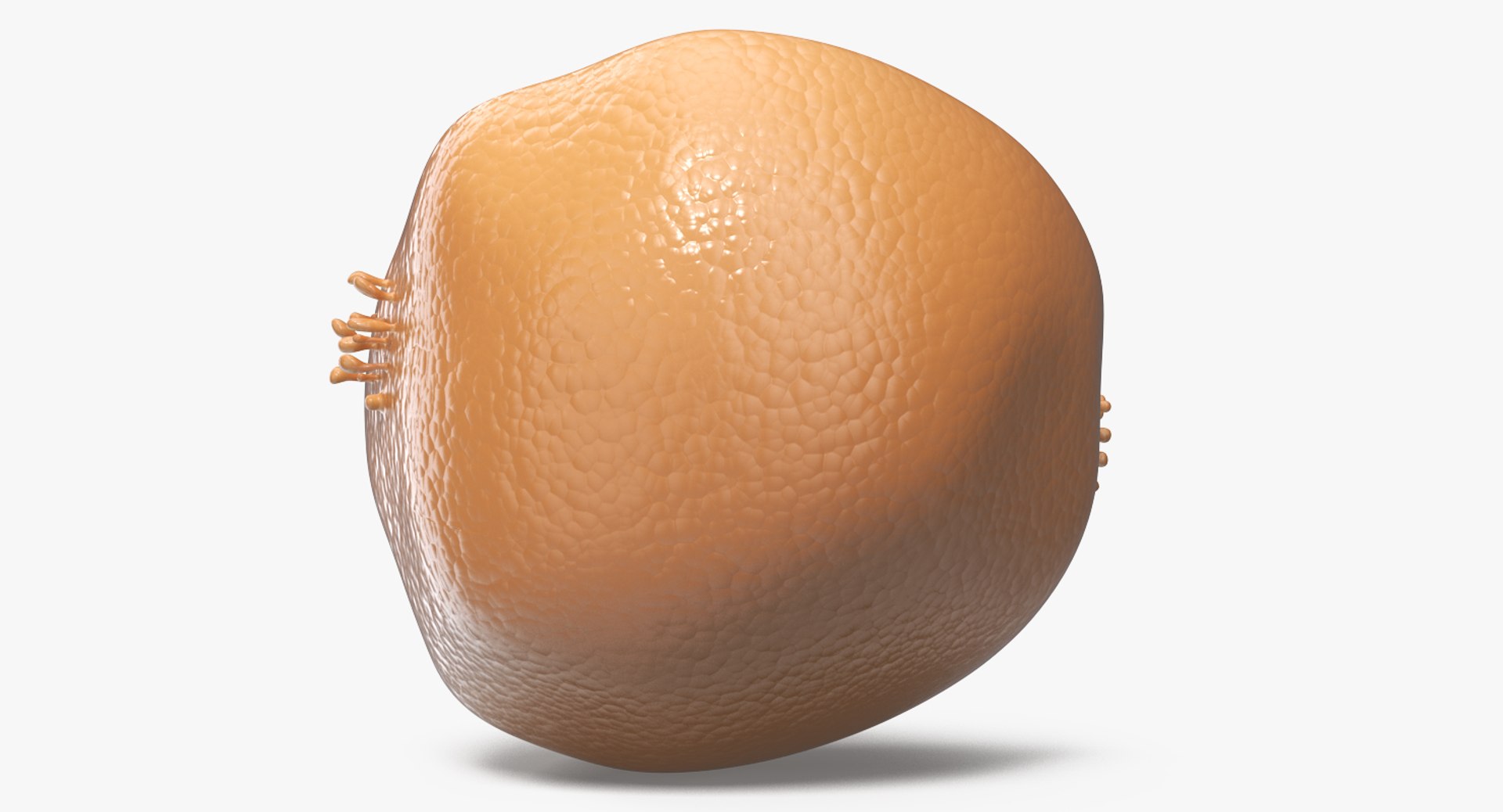 typical animal cell 3D model https://p.turbosquid.com/ts-thumb/zI/CgC5iJ/Q7VIxhNs/typicalanimalcell3dsmodel005/jpg/1516307221/1920x1080/fit_q87/92887b31a6976463d9c6857ba1e6d84531db4600/typicalanimalcell3dsmodel005.jpg