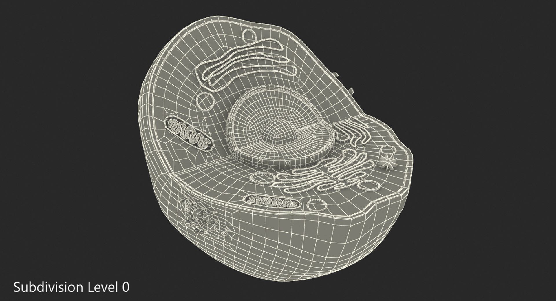 typical animal cell 3D model https://p.turbosquid.com/ts-thumb/zI/CgC5iJ/y2A0ftUs/typicalanimalcell3dsmodel007/jpg/1516307227/1920x1080/fit_q87/1ff5ed84eeacba9ce5b41a5a6056752c2357b20a/typicalanimalcell3dsmodel007.jpg