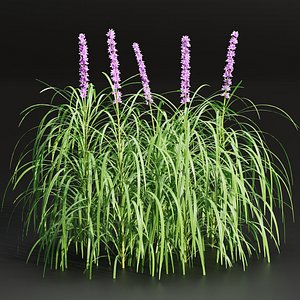 Lilyturf plants outdoor collection vol 131-Blender-3dmodel
