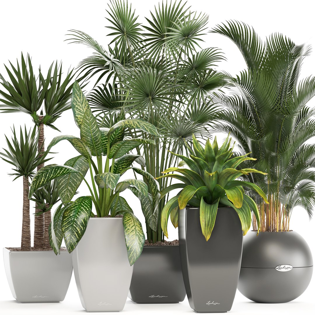 Plants Pots Model - TurboSquid 1298904