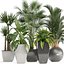 Collection of plants in pots
