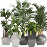 Collection of plants in pots