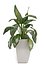 Collection of plants in pots