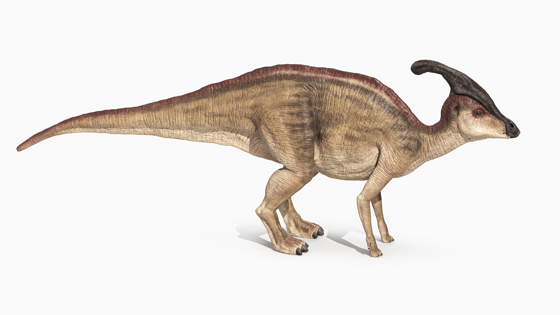 Parasaurolophus 3d Model - Turbosquid 1678988