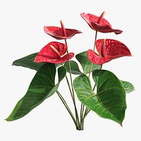 Anthurium Tropical Houseplant with Leaves Red