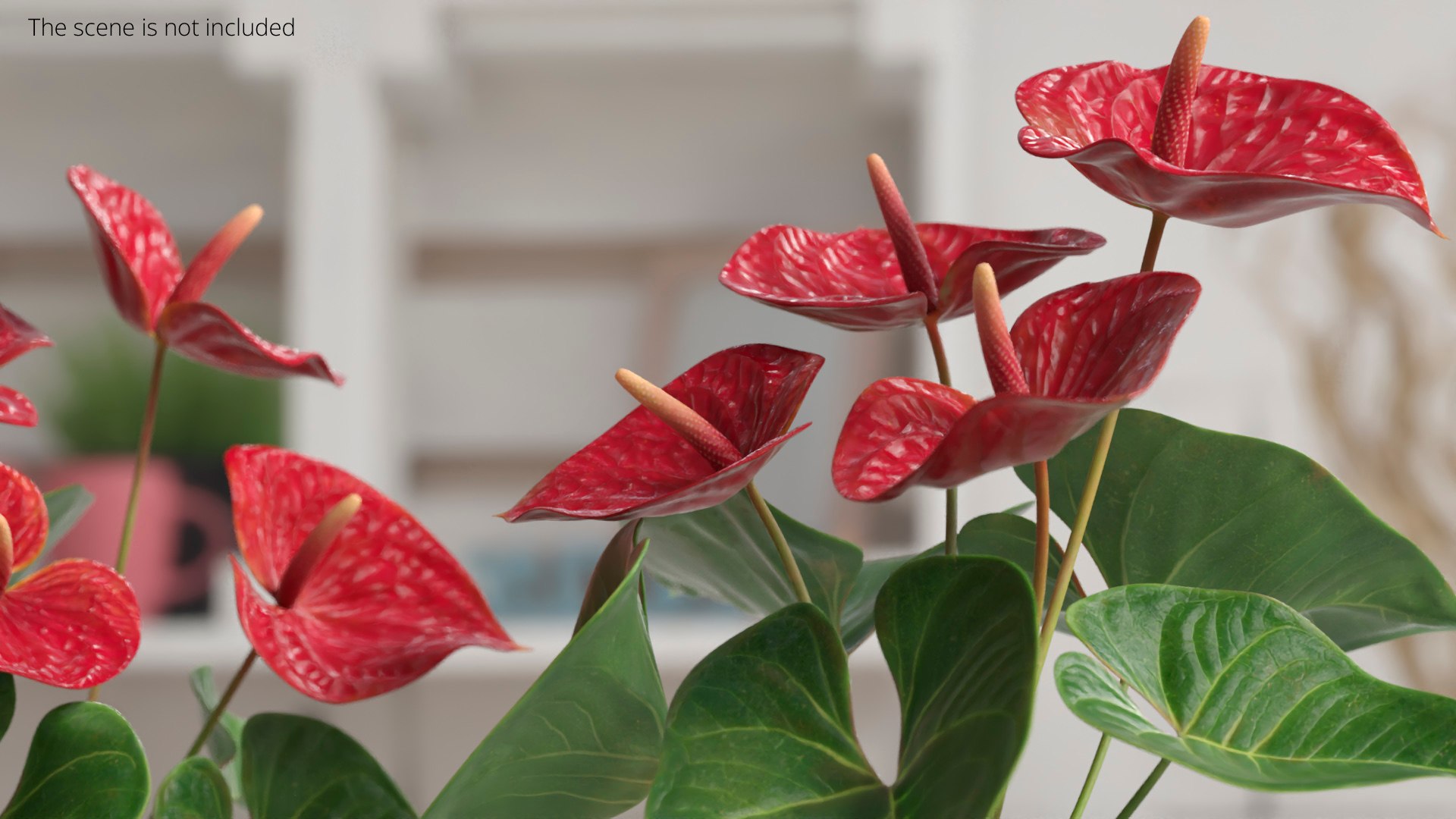 Anthurium Tropical Houseplant with Leaves Red 3D model https://p.turbosquid.com/ts-thumb/zI/HUlAQ0/bf/anthurium_tropical_houseplant_with_leaves_red_003/jpg/1773784586/1920x1080/fit_q87/a2f2c1a596a0e71b080e78957e35b7fdd586bcd9/anthurium_tropical_houseplant_with_leaves_red_003.jpg