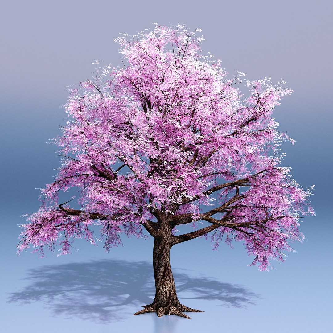 3D Cherry Blossom Tree - TurboSquid 1268843