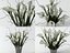 Calla Lily High