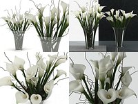 Calla Lily High