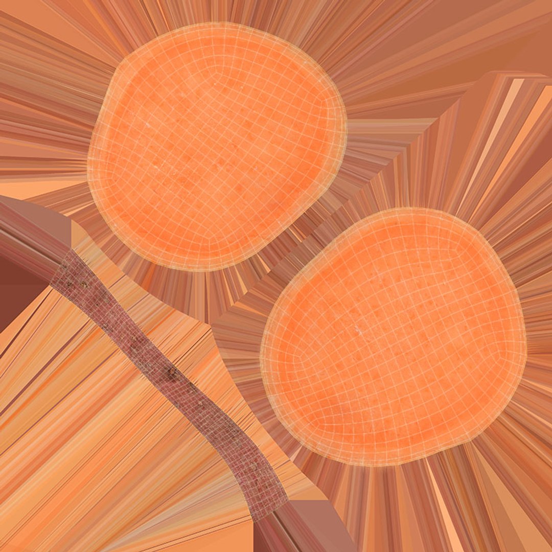 3D Sweet Potato 03 Collection https://p.turbosquid.com/ts-thumb/zI/UGLmKQ/zq/slicesweetpotato03_d0004/jpg/1690878233/1920x1080/fit_q87/8b4adfef792a257250b2ab95a568f71f47c06b26/slicesweetpotato03_d0004.jpg