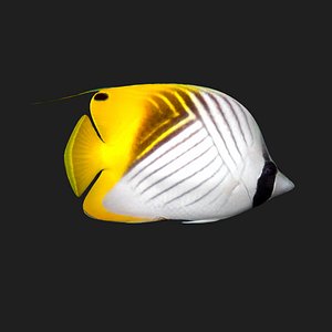 butterfly fish e 3D