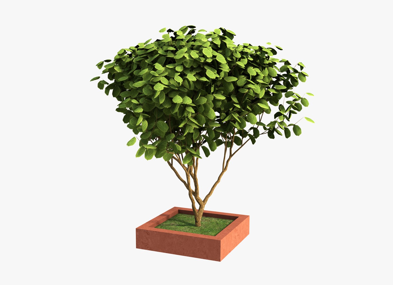 Free 3D Pot Tree - TurboSquid 2371506