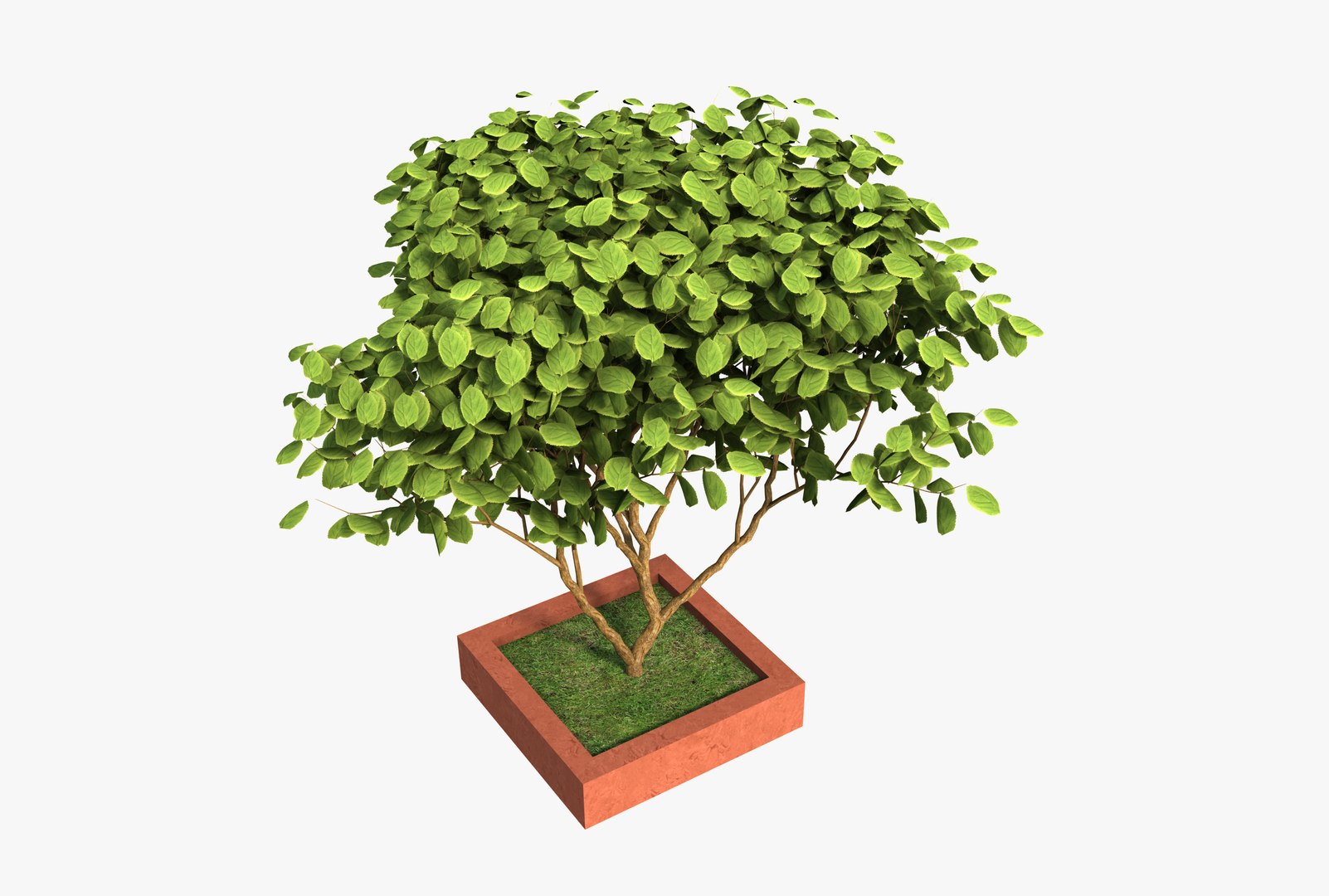 Free 3D Pot Tree - TurboSquid 2371506