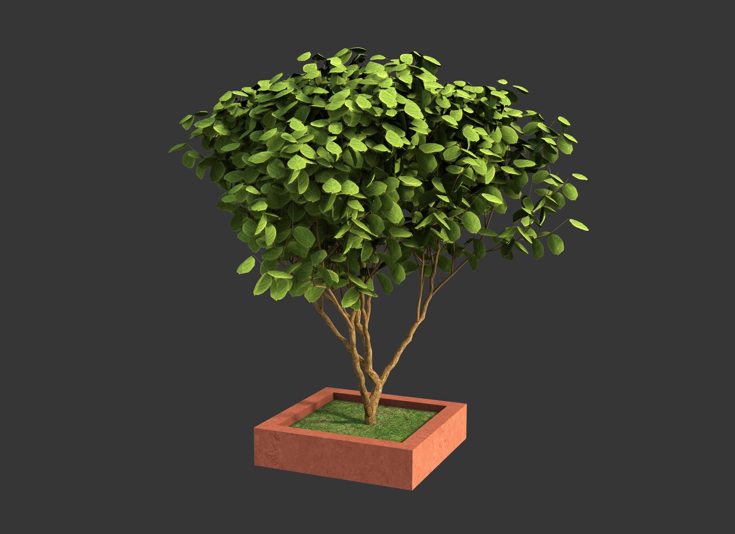 Free 3D Pot Tree - TurboSquid 2371506