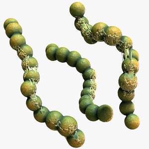 Streptococcus