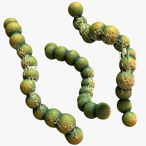 Streptococcus