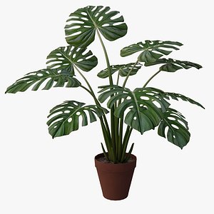 3d monstera plant v4