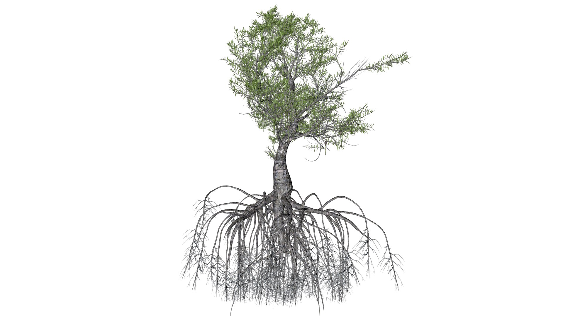 3D Red Mangrove Tree - 07 - https://p.turbosquid.com/ts-thumb/zI/nHyba2/8P/reman_73/png/1742300377/1920x1080/fit_q87/c5b4841b364c1f1bb5a5533f507c40960a1cbb2c/reman_73.jpg