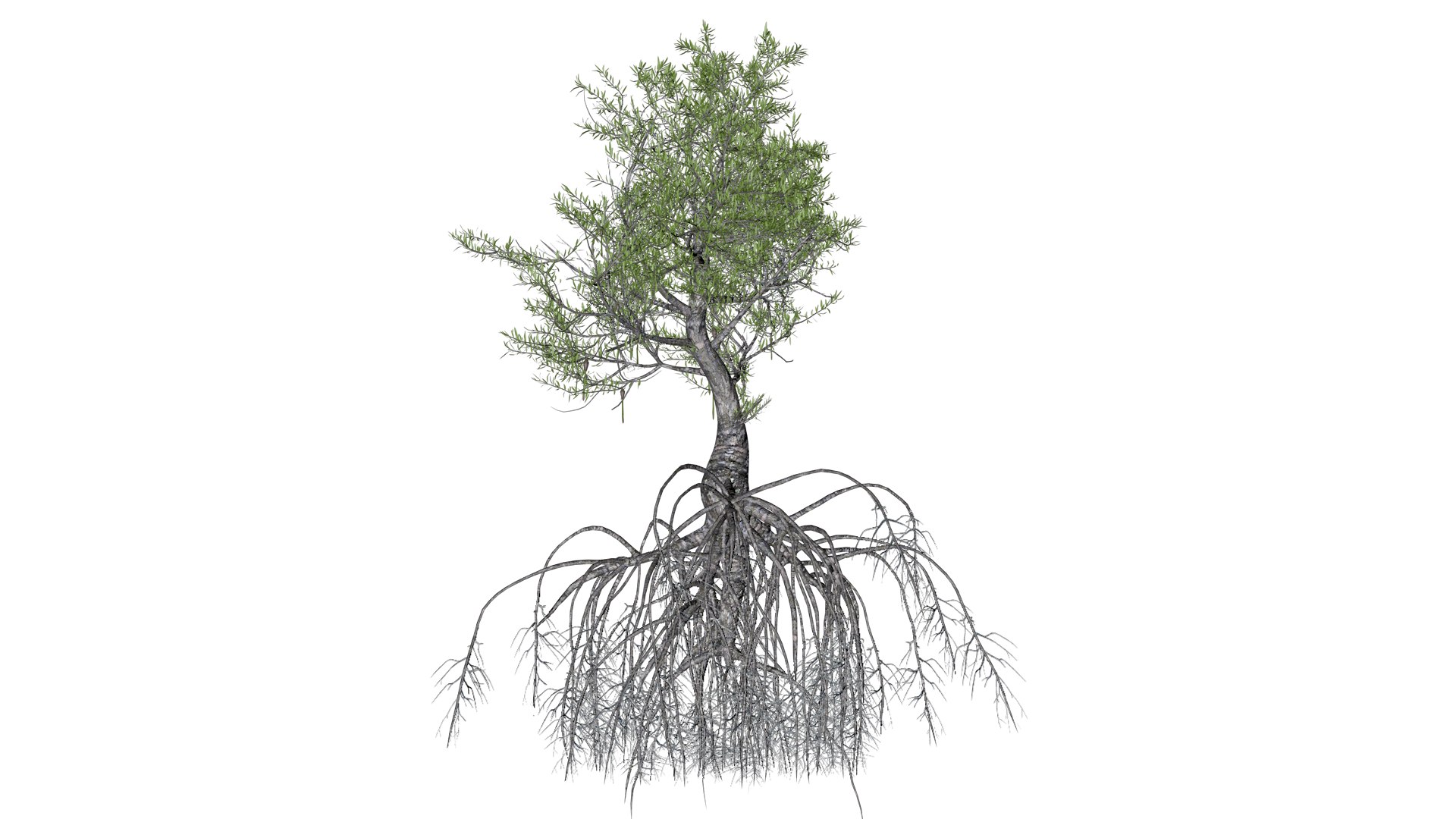 3D Red Mangrove Tree - 07 - https://p.turbosquid.com/ts-thumb/zI/nHyba2/ZF/reman_71/png/1742300376/1920x1080/fit_q87/a8e85731b3f51166bfc74c691e42a4b74bafbe55/reman_71.jpg