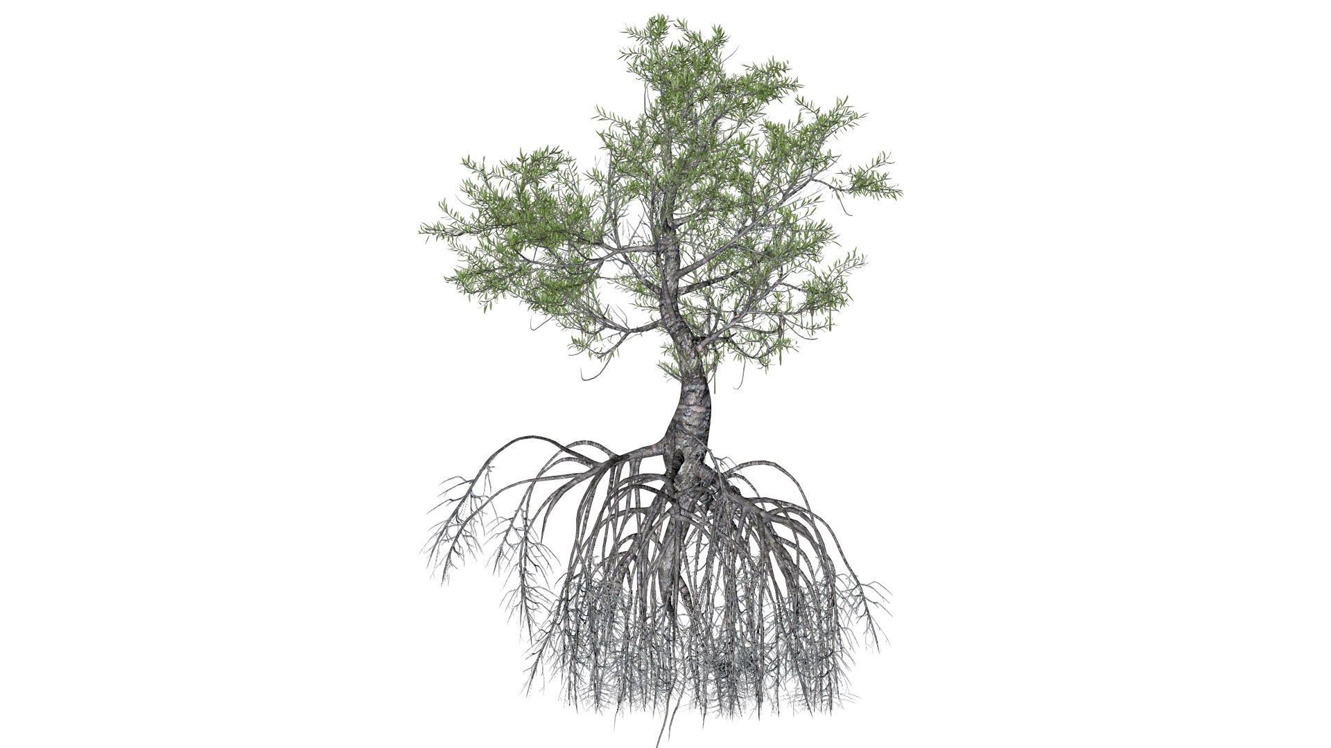 3D Red Mangrove Tree - 07 - https://p.turbosquid.com/ts-thumb/zI/nHyba2/jB/reman_72/png/1742300377/1920x1080/fit_q87/d70493922b1a7d2b9d95f139967808a9e5cd7df8/reman_72.jpg