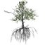Red Mangrove Tree - 07 -