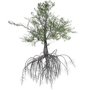 Red Mangrove Tree - 07 -
