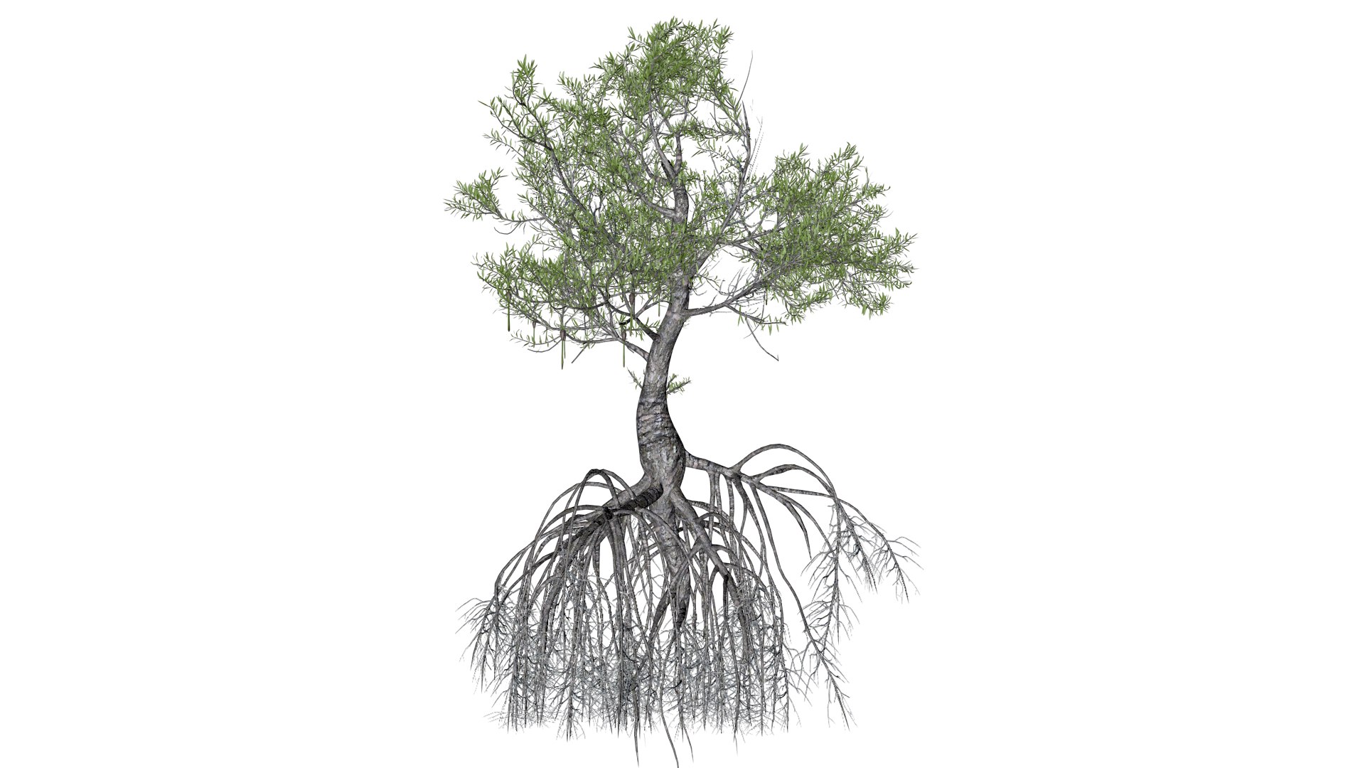 3D Red Mangrove Tree - 07 - https://p.turbosquid.com/ts-thumb/zI/nHyba2/tF/reman_7/png/1742300376/1920x1080/fit_q87/1c7a3ce87ea52f4067c6191ea1254abcd10deca9/reman_7.jpg