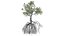Red Mangrove Tree - 07 -