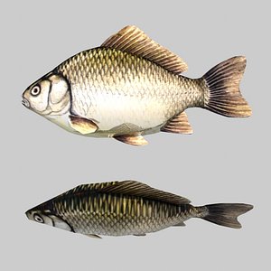 Fish Crucian Carp