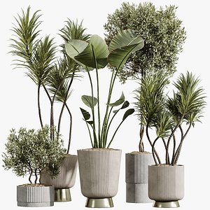 AV Indoor Plants Set 353 Spineless Yucca and Mission olive and Ravenala Banana 3D model