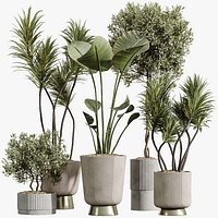 AV Indoor Plants Set 353 Spineless Yucca and Mission olive and Ravenala Banana