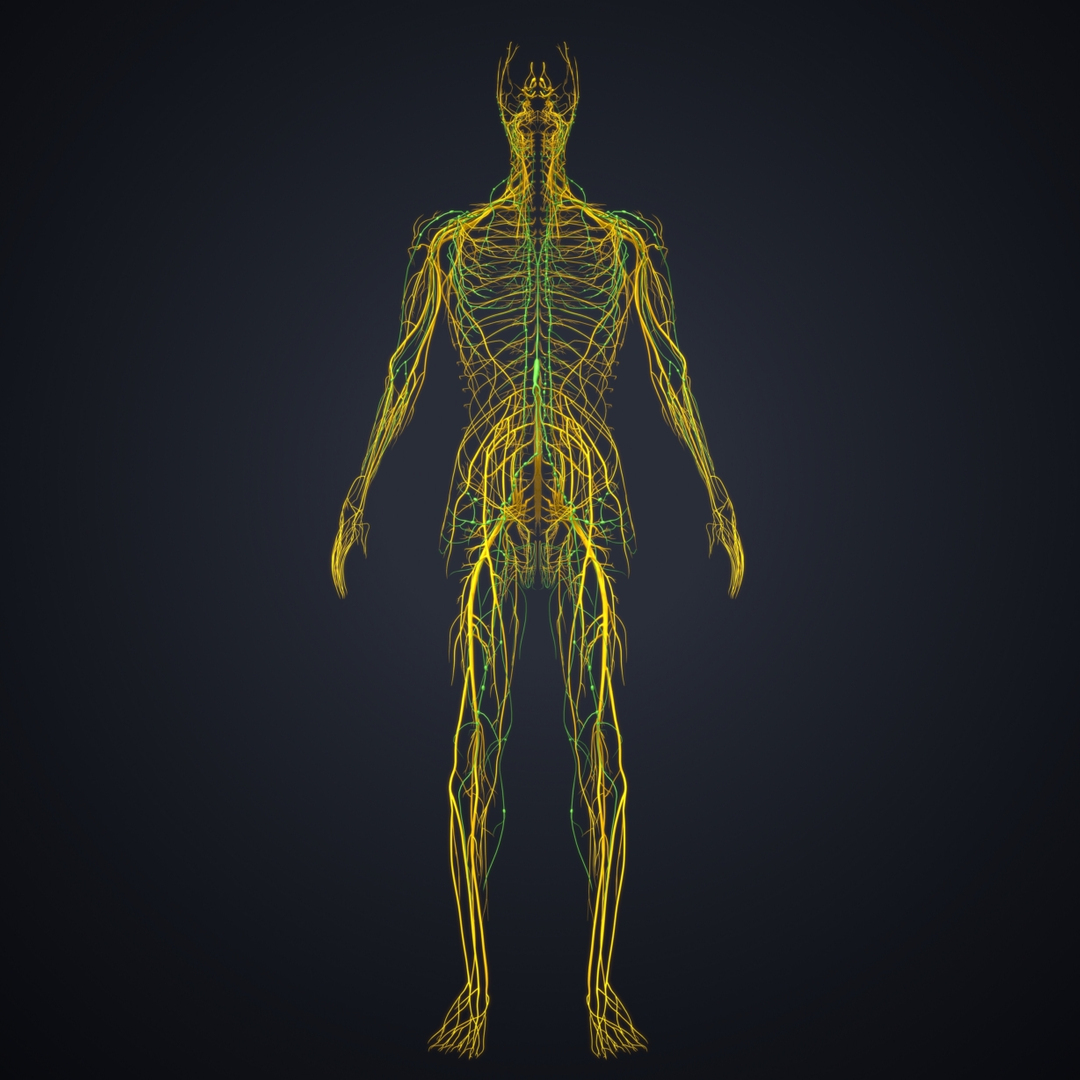 3D nerves lymph model - TurboSquid 1218012