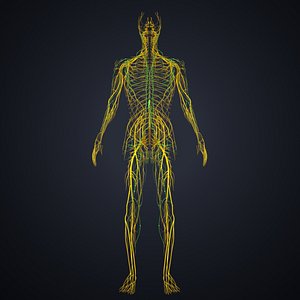 3D nerves lymph model