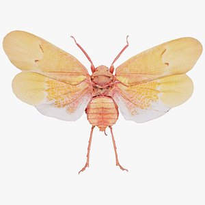 3D Scamandra Sanguiflua Sulawesi Remastered