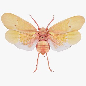 Scamandra Sanguiflua Sulawesi Remastered