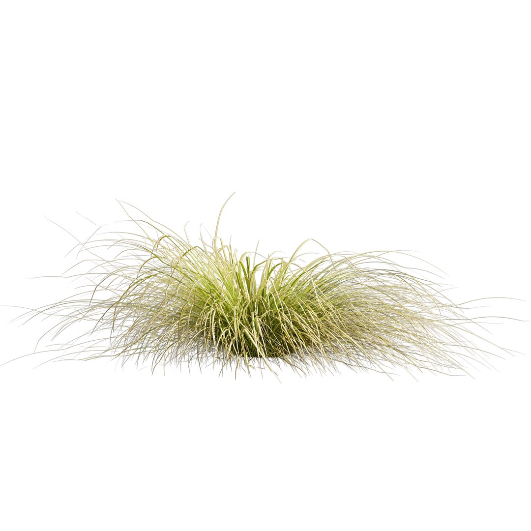 Collection plant vol 561 - Carex - Comans - grass 3D model https://p.turbosquid.com/ts-thumb/zJ/PoQtG5/0H/1/jpg/1706349883/1920x1080/fit_q87/0ef24dce3964056cbc558d338483aed79dcf2cf9/1.jpg