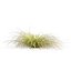 Plante de collection vol 561 - Carex - Comans - herbe