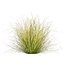 Plante de collection vol 561 - Carex - Comans - herbe