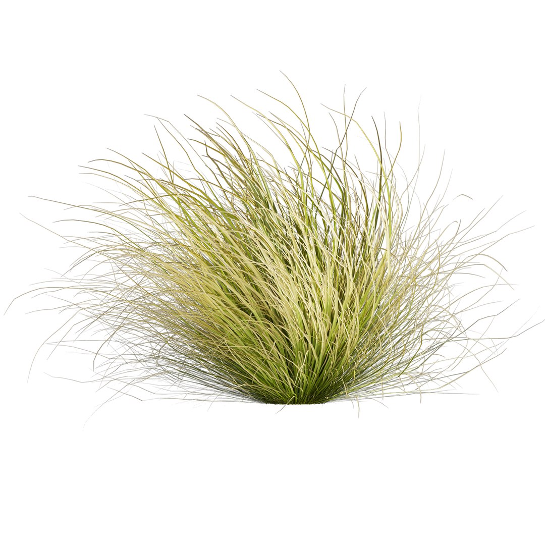 Collection plant vol 561 - Carex - Comans - grass 3D model https://p.turbosquid.com/ts-thumb/zJ/PoQtG5/Gv/2/jpg/1706349884/1920x1080/fit_q87/0686f4d5105507c29ad0c4903bbc4c4136ccd472/2.jpg