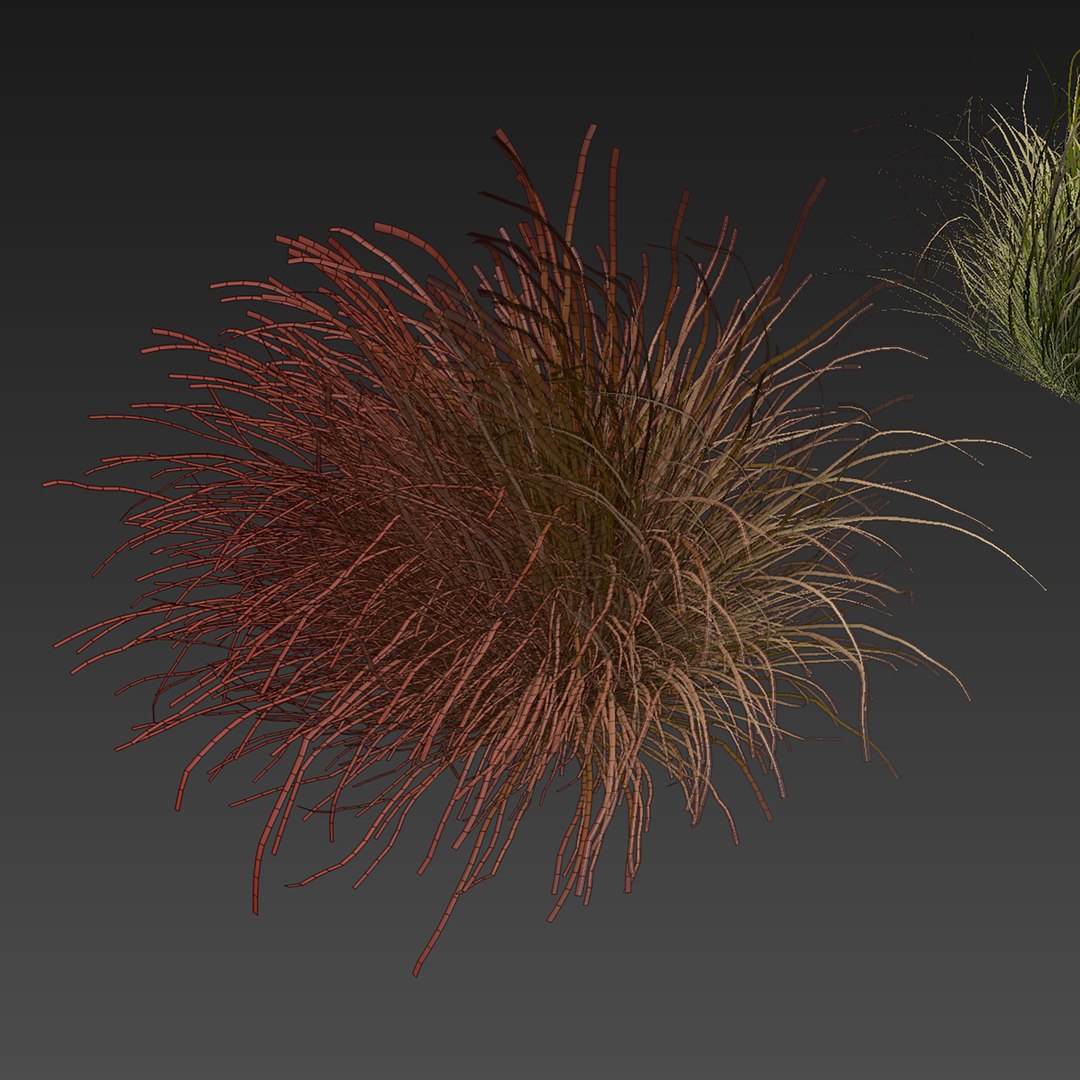 Collection plant vol 561 - Carex - Comans - grass 3D model https://p.turbosquid.com/ts-thumb/zJ/PoQtG5/TW/7/jpg/1706349882/1920x1080/fit_q87/ceff6cc6d842843235b35346733f68329307572d/7.jpg