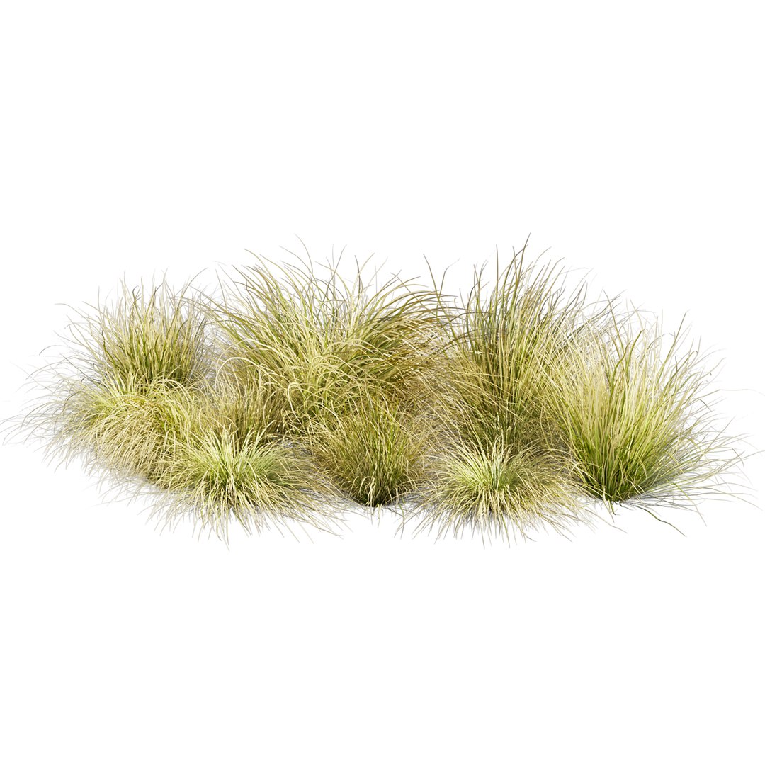 Collection plant vol 561 - Carex - Comans - grass 3D model https://p.turbosquid.com/ts-thumb/zJ/PoQtG5/Yk/6/jpg/1706349883/1920x1080/fit_q87/a608163b4d39ac90daf8e5e498176b3b199d3dd9/6.jpg