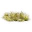 Plante de collection vol 561 - Carex - Comans - herbe